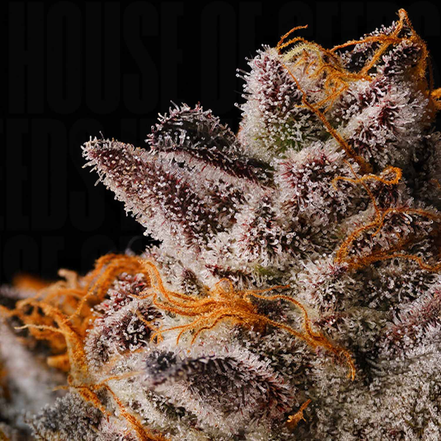 SJG-AS-0