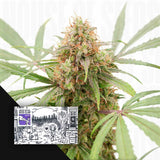 Auto AK Triple Haze