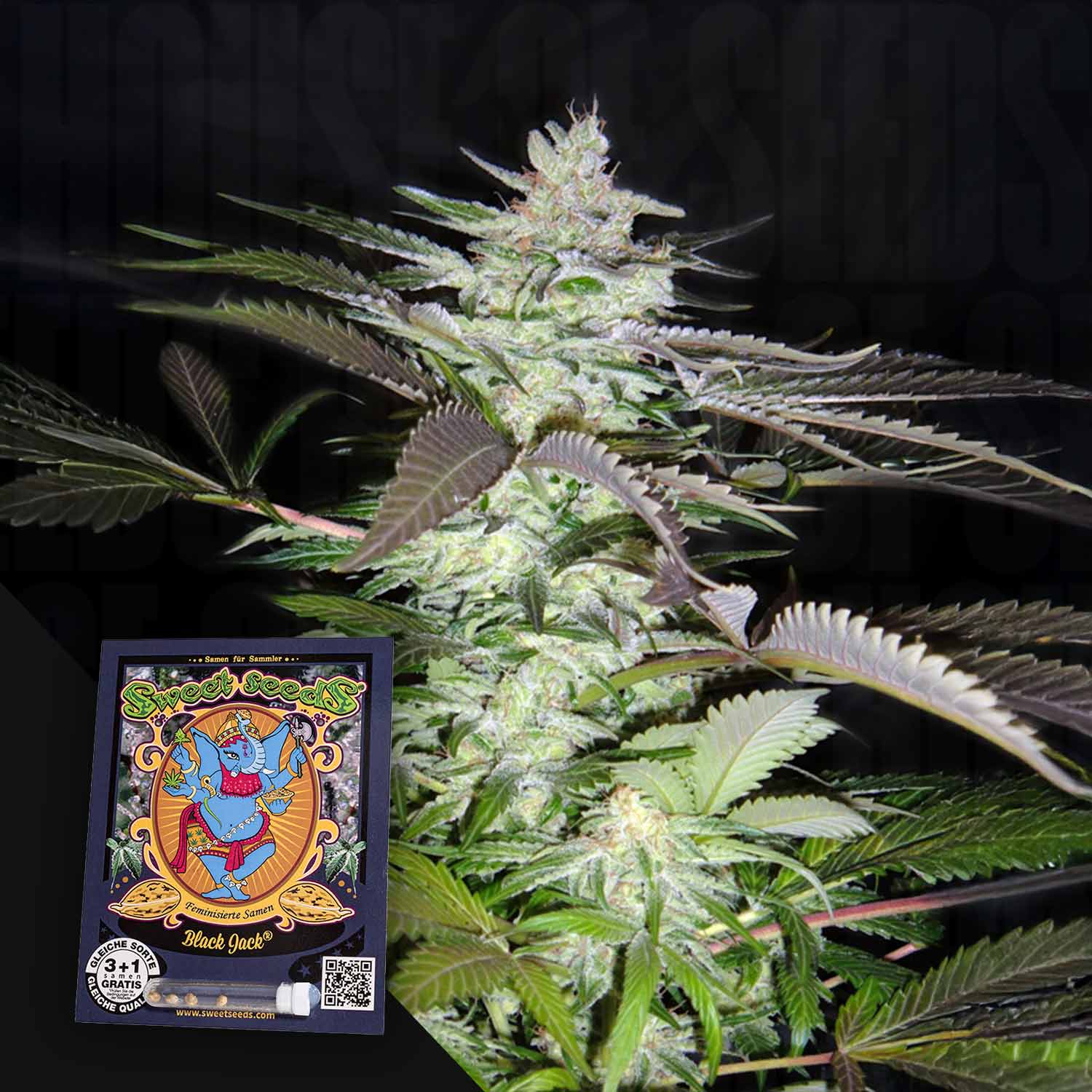 Nahaufnahme einer blühenden Cannabispflanze mit einer Sweet Seeds Black Jack-Samentüte im Vordergrund.