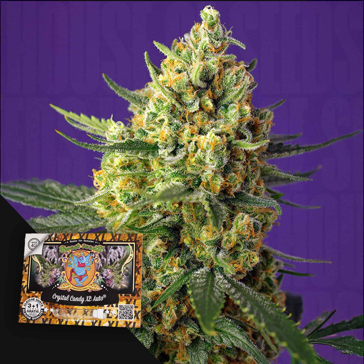 Crystal Candy XL Auto von Sweet Seeds: Nahaufnahme der bunten Knospen vor einem lila Hintergrund.