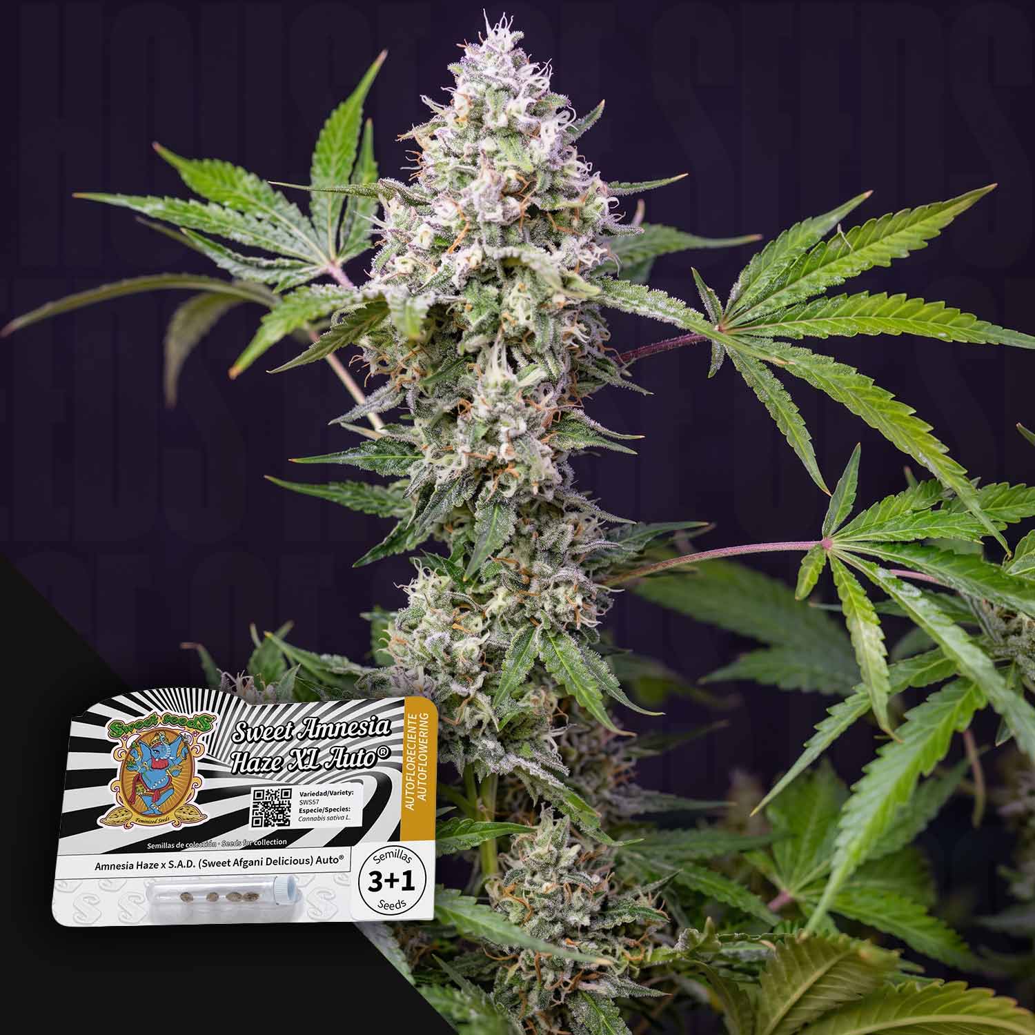 Nahaufnahme einer Cannabisblüte mit grünen Blättern und einer Samenpackung „Sweet Amnesia Haze XL Auto“ von Sweet Seeds.