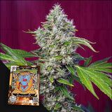 San Fernando Lemon Kush