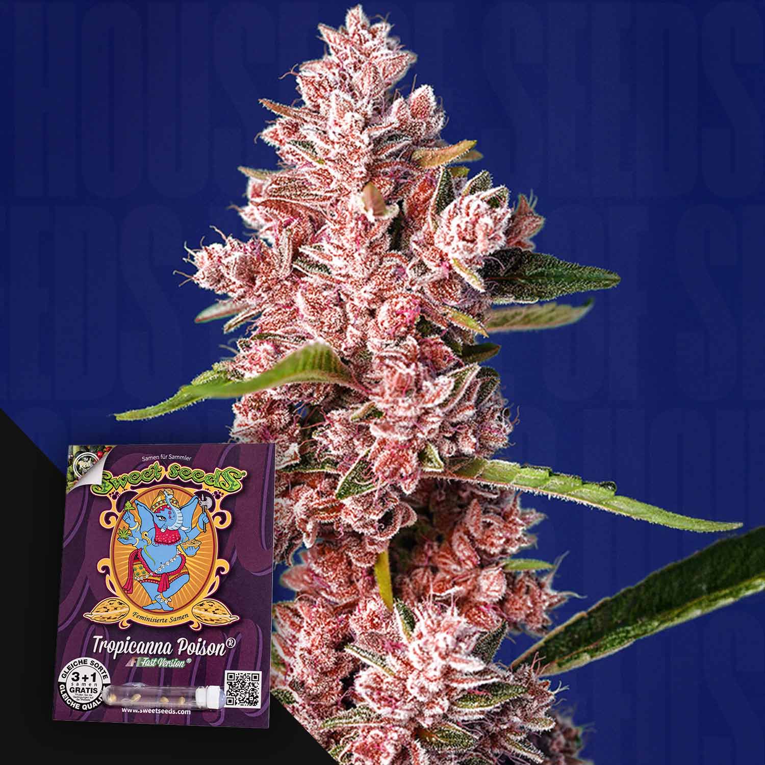 Nahaufnahme einer frostigen, rosafarbenen Cannabispflanze mit einer Sweet Seeds-Samenpackung davor.