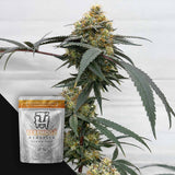 HOG Passion
