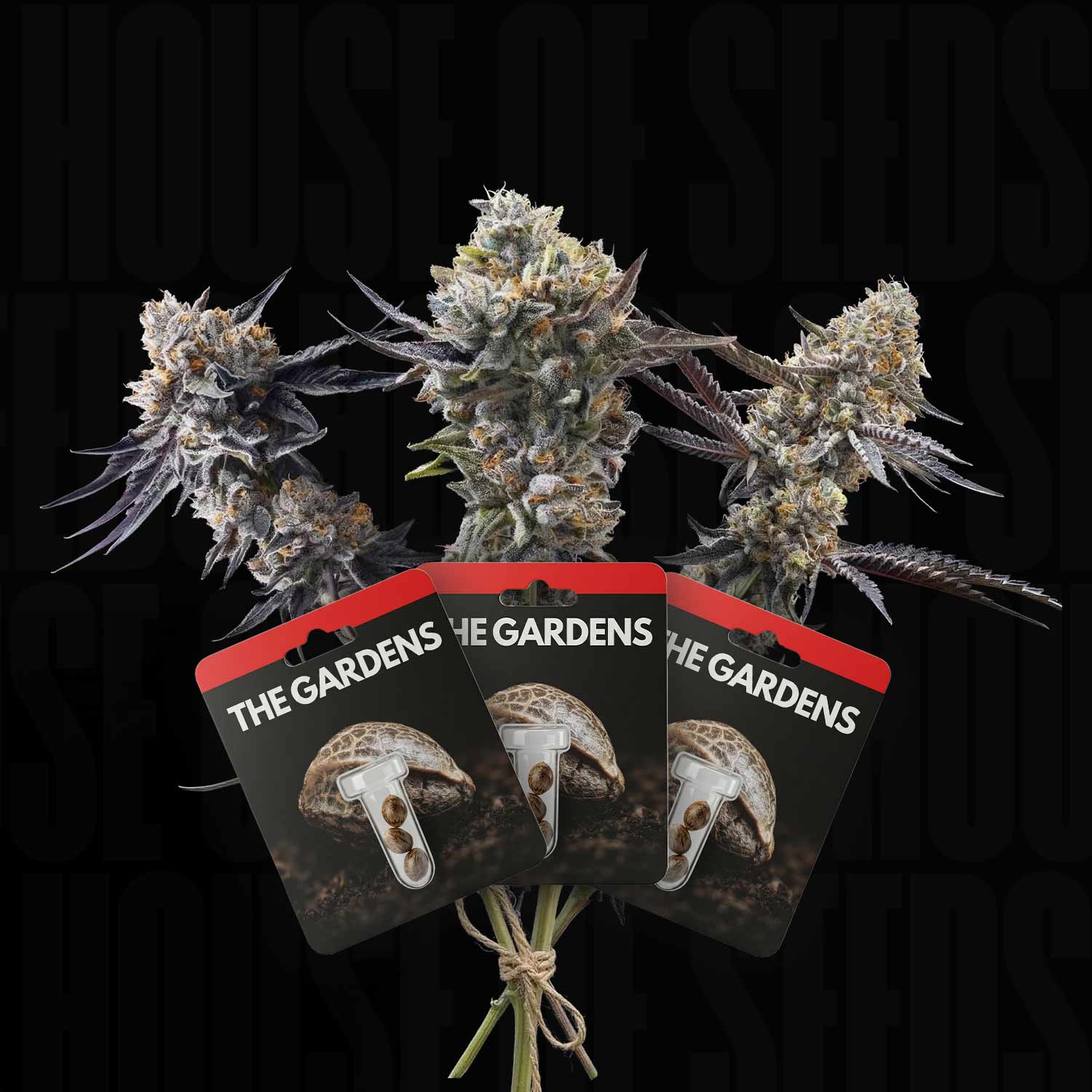 Drei Cannabisknospen und drei Samenpakete, Preferred Garden Bundle von Preferred Gardens, auf dunklem Hintergrund.