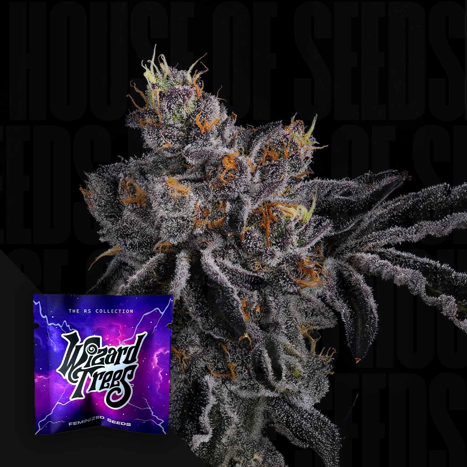 Frostige Bow Shooter Cannabisknospe mit orangen Haaren, lila Wizard Trees Samenpaket mit Blitzmotiv in der Ecke