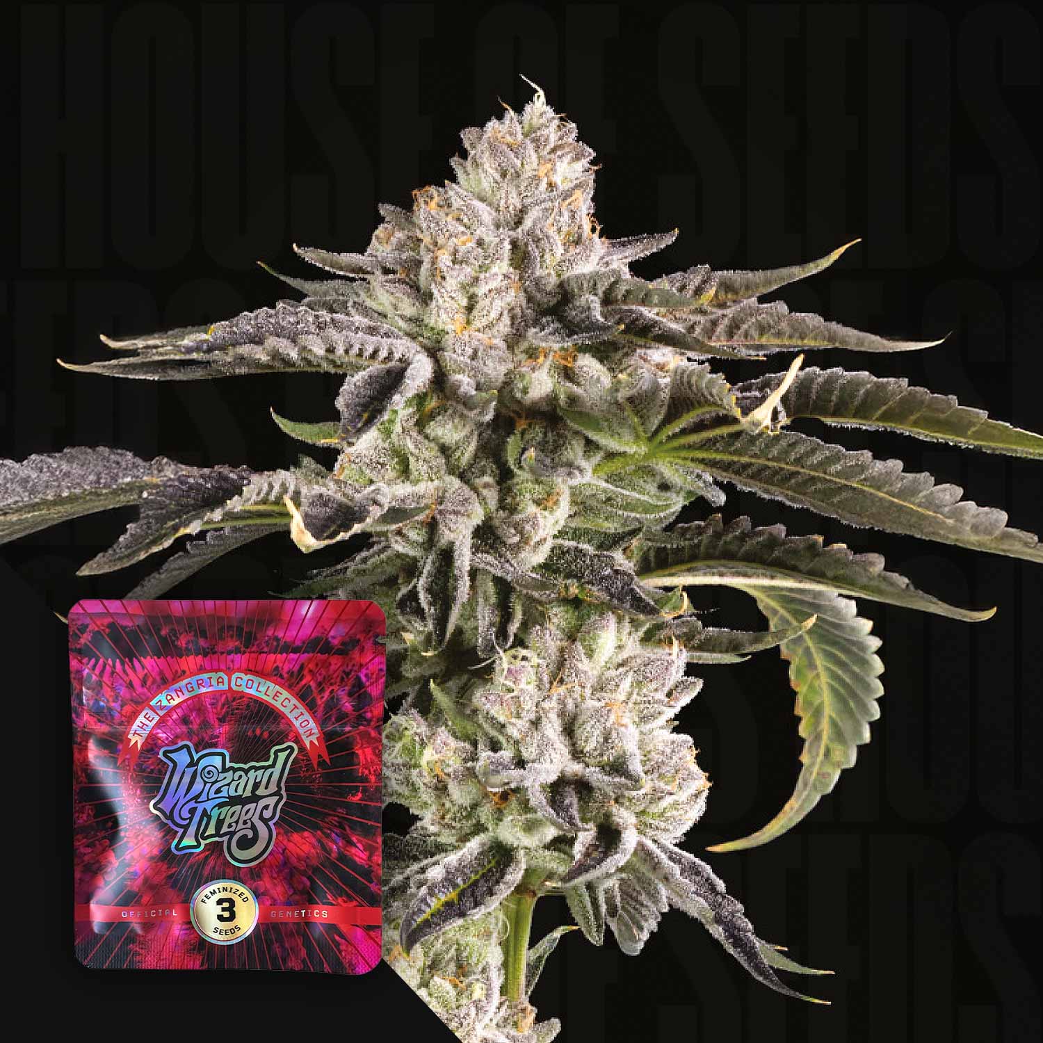 Frostige Gridlock Cannabispflanze mit dichten Knospen und lila Blättern, unten Wizard Trees Samenpaket