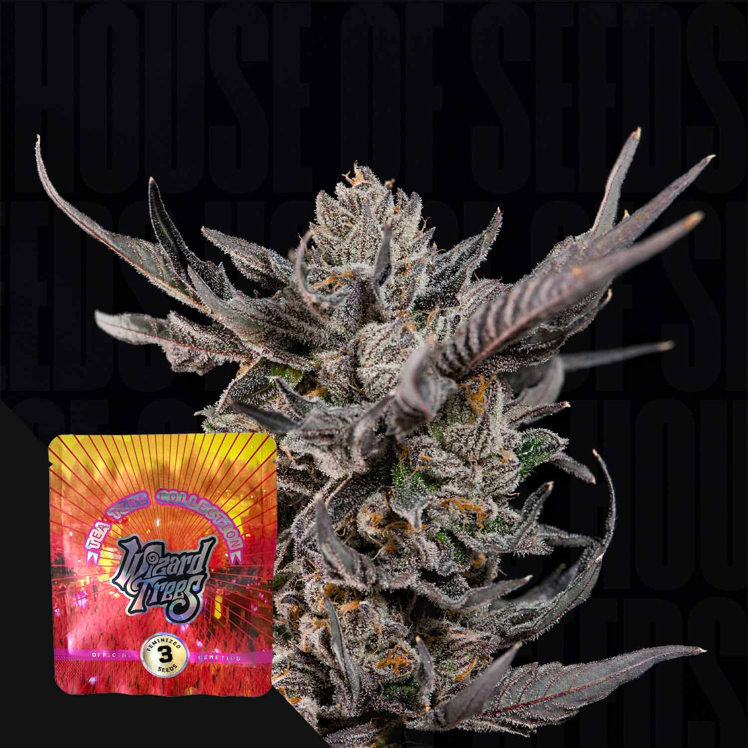 Nahaufnahme einer frostigen Cannabisknospe mit lila Blättern, im Vordergrund bunte Wizard Trees Verpackung mit der Aufschrift „Knightcap“ vor dunklem Hintergrund