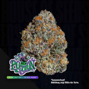 WZT-P-3