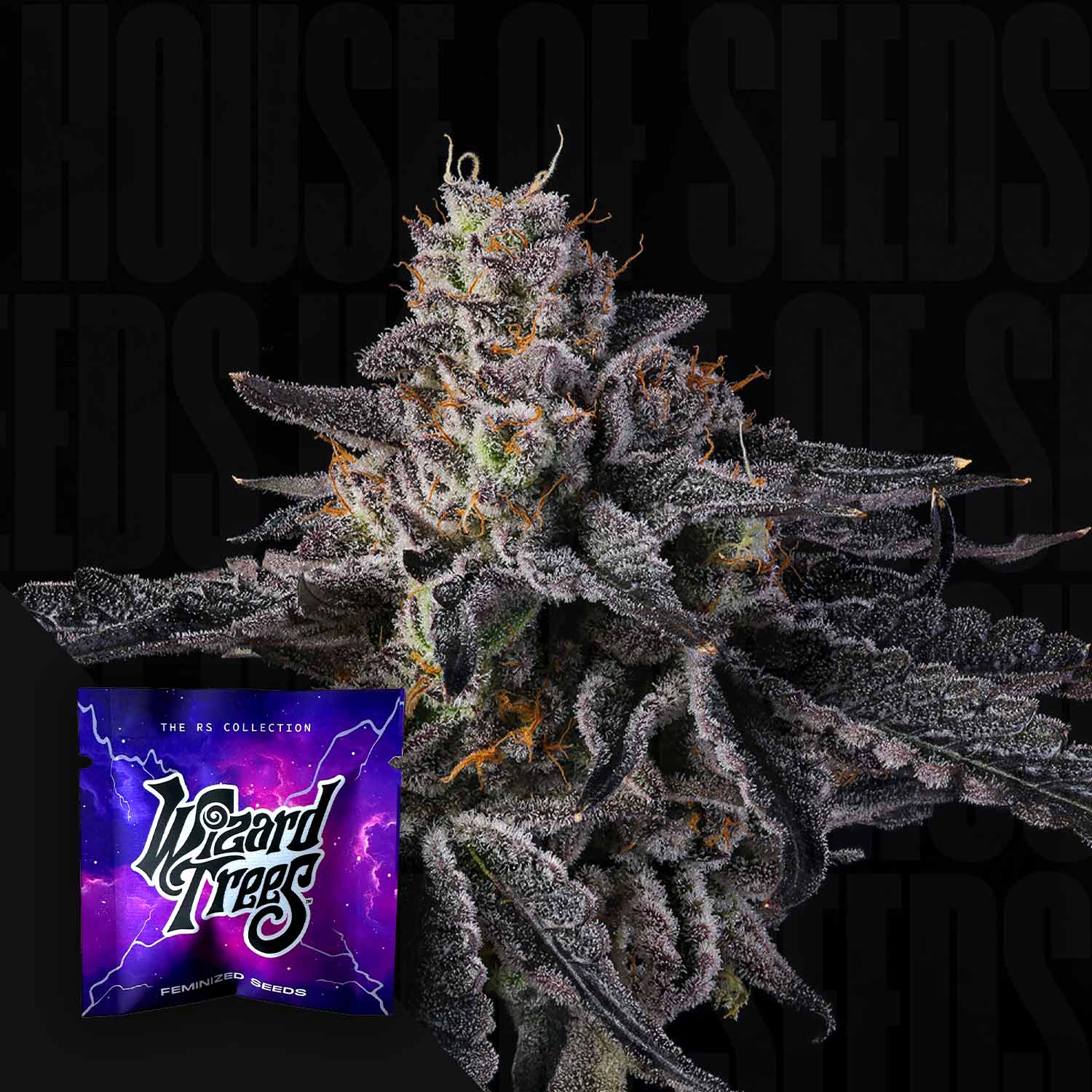 Eine frostige Rainbow-Gelato-Knospe mit violetten Schattierungen neben einem Wizard Trees-Samenpäckchen.