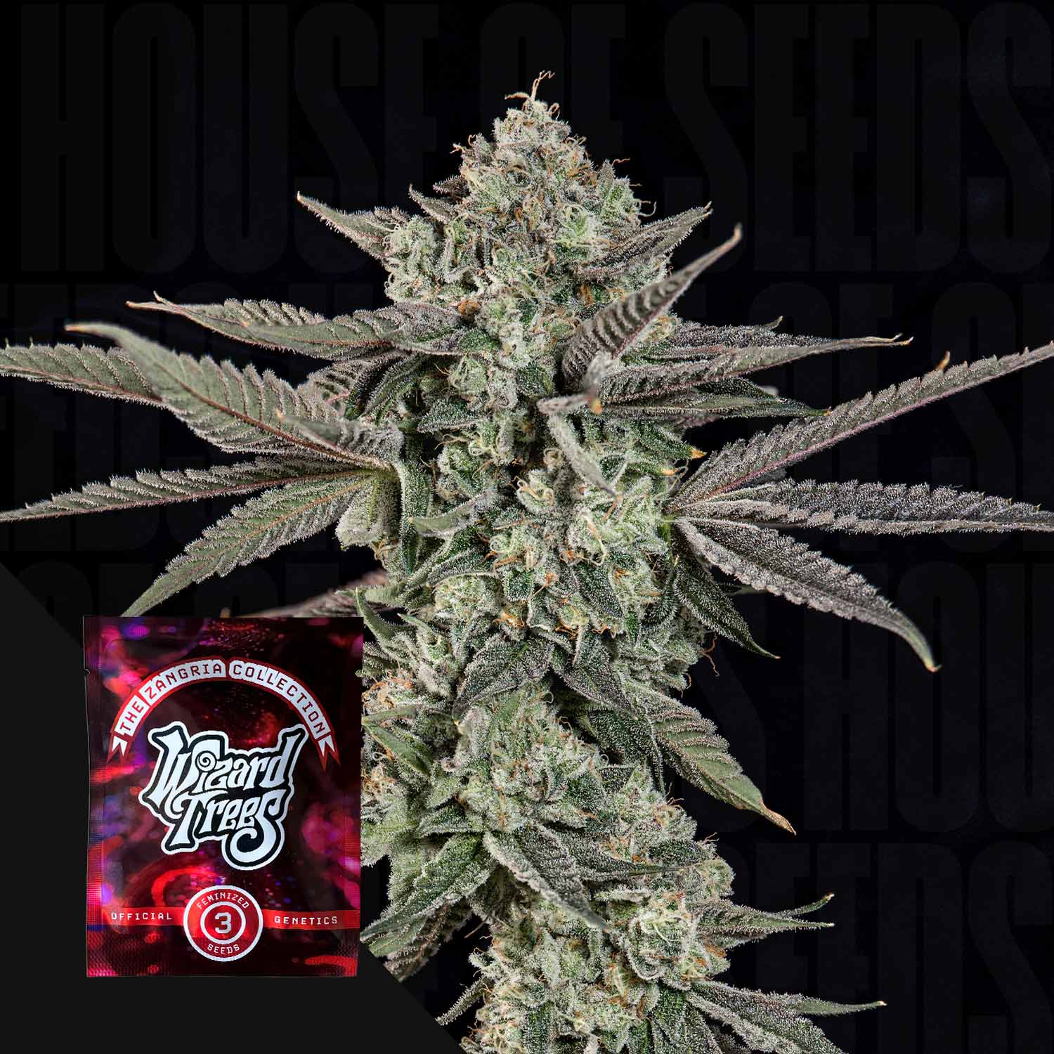 Dichte Cannabispflanze mit frostigen Trichomen und lila-grünen Blättern, rotes Wizard Trees Samenpaket „Ropegria“ links unten vor schwarzem Hintergrund