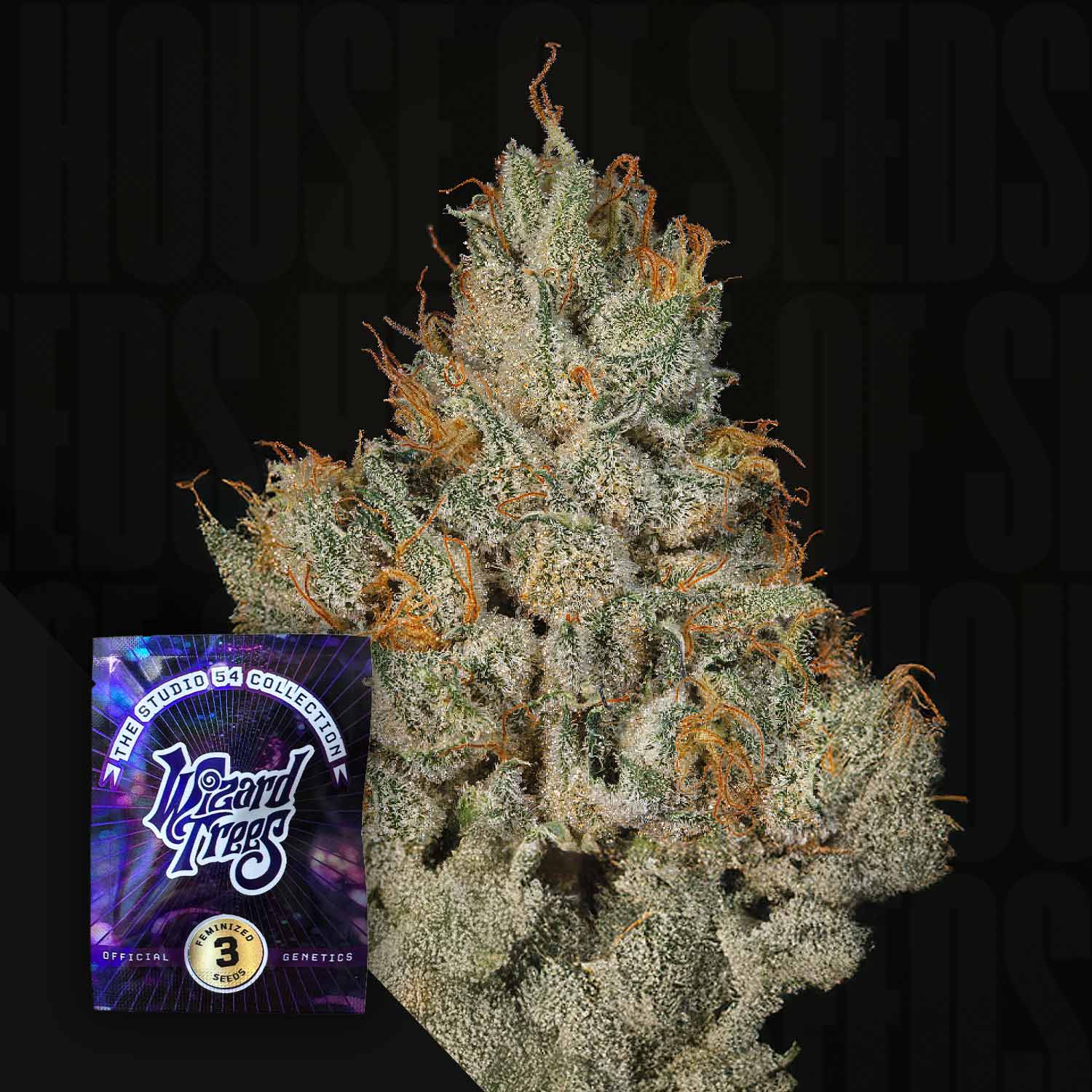 Nahaufnahme einer Studio Sesh Cannabisknospe mit frostigen Haaren, Ecke lilafarbenes Wizard Trees Paket