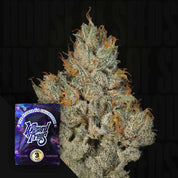 Nahaufnahme einer Studio Sesh Cannabisknospe mit frostigen Haaren, Ecke lilafarbenes Wizard Trees Paket