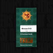 Grünes Barney’s Farm Päckchen Mimosa EVO mit orangefarbenem Sonnenlogo, Aufschrift 5 feminisierte Samen und Text Souvenirs from Holland