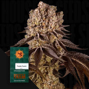 Nahaufnahme einer dichten frostigen Cannabisknospe mit lila Blättern, daneben grünes Barney’s Farm Purple Punch Samenpaket mit Aufschrift 3 Feminized Seeds