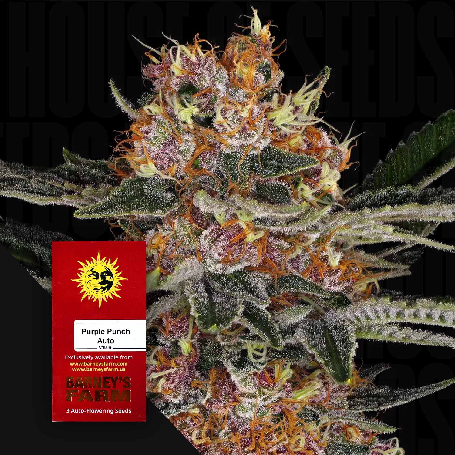 Nahaufnahme einer frostigen Cannabispflanze, daneben rote Verpackung für Purple Punch Auto von Barneys Farm