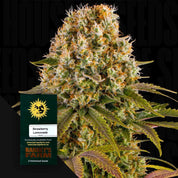 Dichte, frostige Strawberry Lemonade Knospe mit einem Barney's Farm Samenpaket vorne.