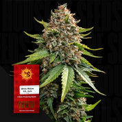 Nahaufnahme einer dichten trichomenreichen Cannabispflanze, daneben rotes Barney’s Farm White Widow XXL Auto Samenpaket