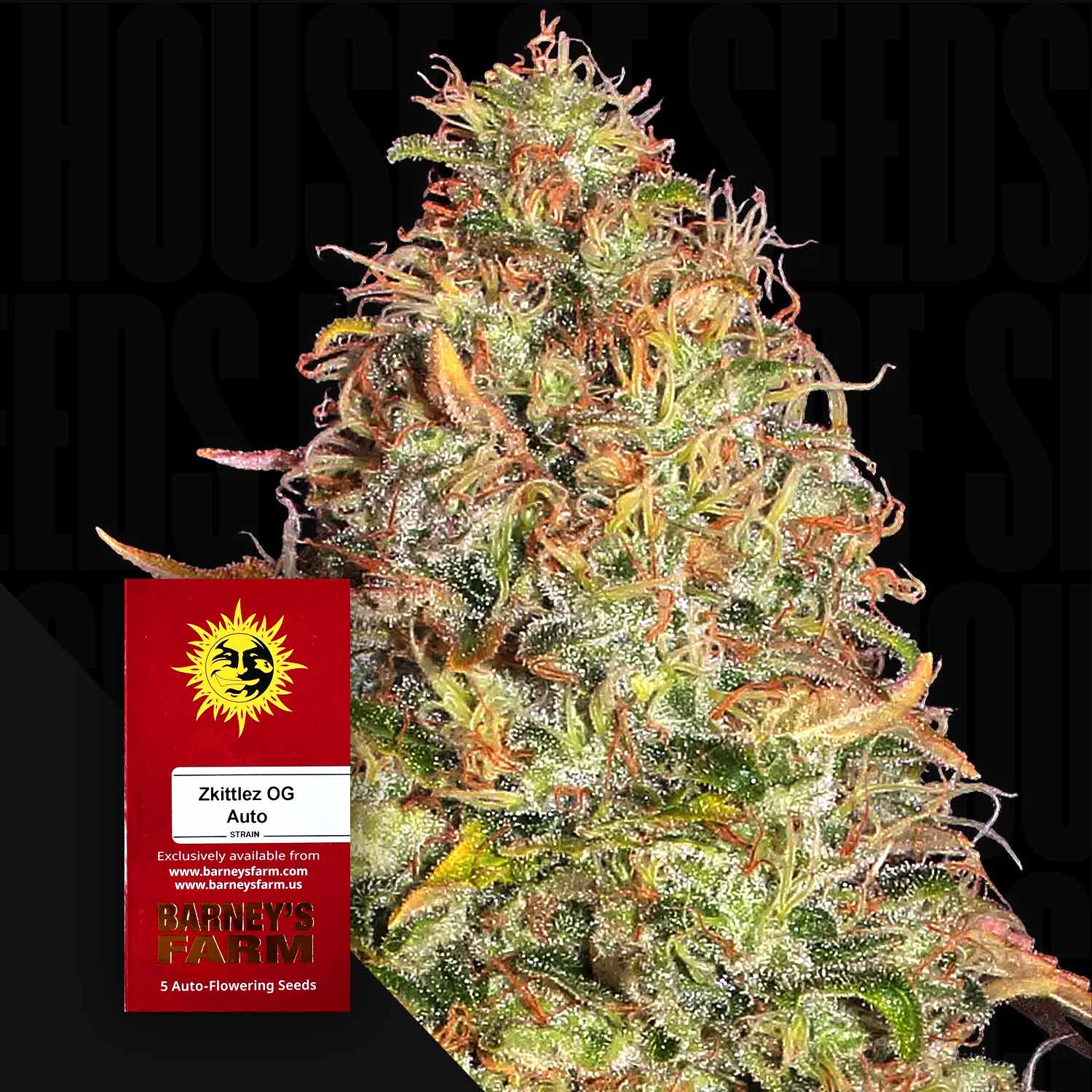 Frosty Zkittlez OG Auto Cannabis Knospe mit roten Blütenstempeln; Barney's Farm Samenpaket im Hintergrund.