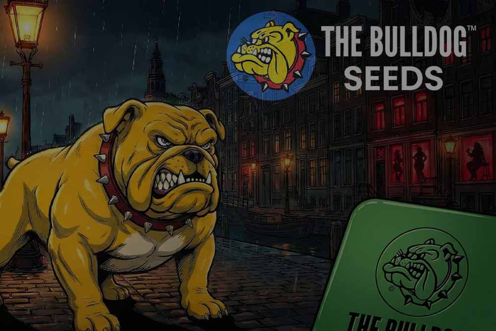 bull-dog-aktion.jpg