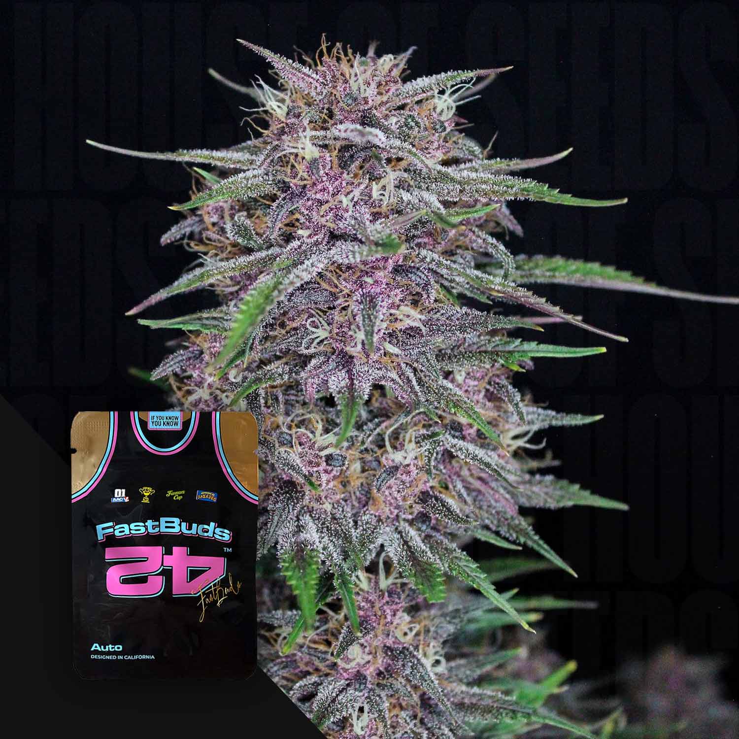 Nahaufnahme der Banana Purple Punch Auto von 420 Fast Buds mit violetten und grünen Blättern voller Trichome, daneben Samenverpackung im Basketballtrikot-Design