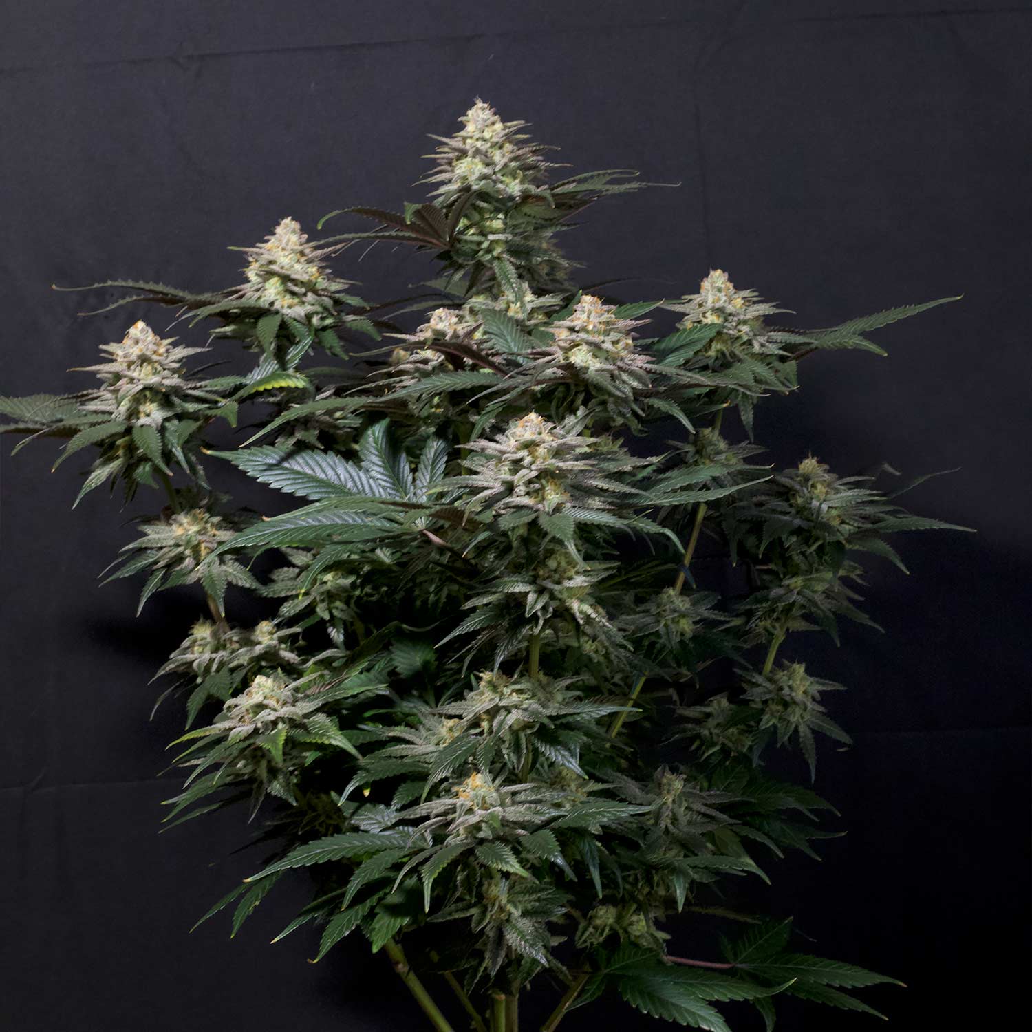 Purple Lemonade FF von 420 Fast Buds mit dichten harzigen Knospen und gezackten grünen Blättern vor schwarzem Hintergrund