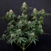 Reife Tropicana Cookies Auto Pflanze von 420 Fast Buds mit dichten trichombedeckten Knospen, langen spitzen Blättern und breiten Zweigen